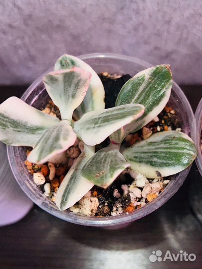 Крассула зефирный триколор