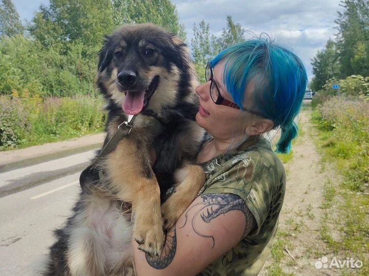 Собака подросток Ушки плюшки