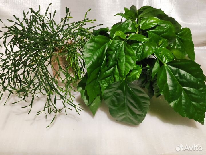 Хатиора и Гибискус