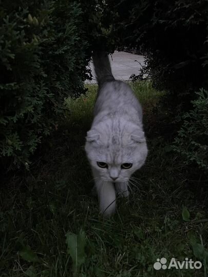 Шотландская