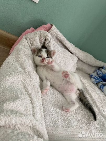 Котенок, мальчик в добрые и ответственные руки