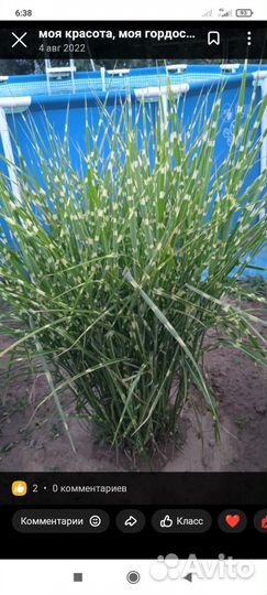 Мискантусы, злаки