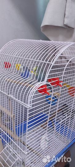 Волнистый попугай с клеткой