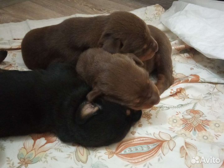 Щенки добермана