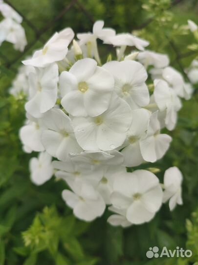 Флоксы, лилейники, астильба