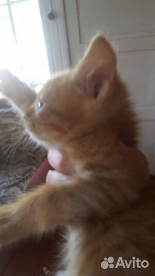 Кошка в дар