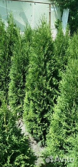 Туя западная Колумна 1.5-1.7 - 2500