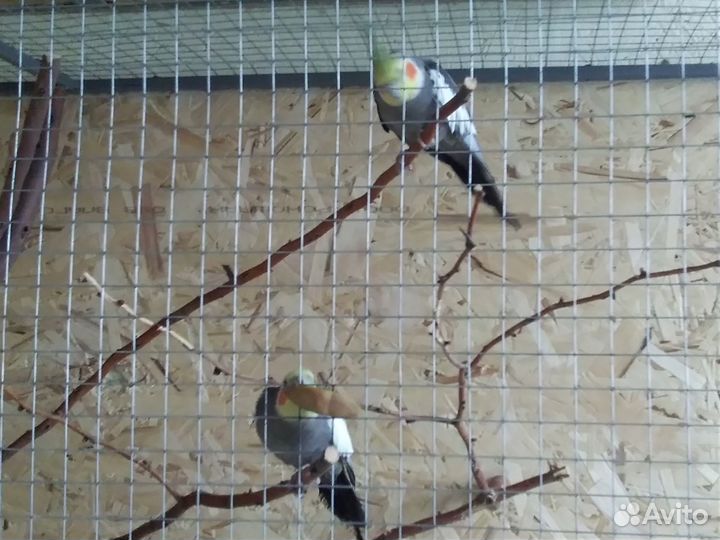 Волнистые попугаи и кореллы