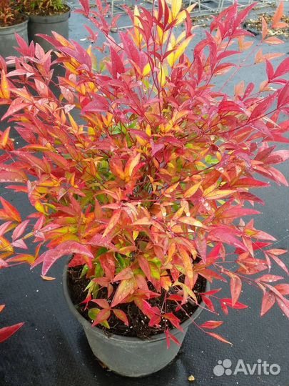 Нандина домашняя - семена