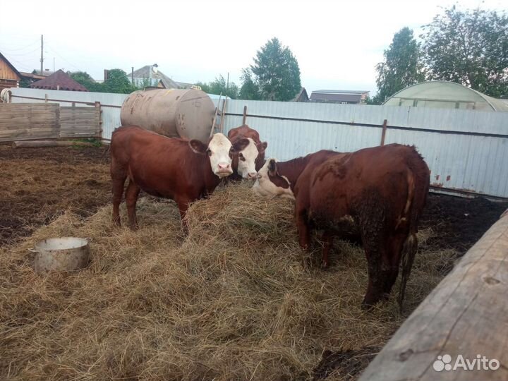 Тёлки Герефорд