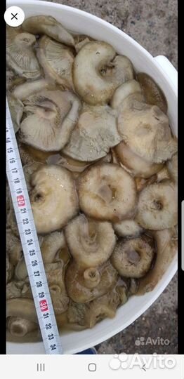 Грибы грузди соленые