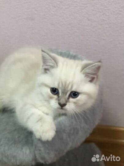 Британские котята