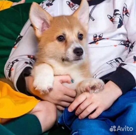 Вельш-корги пемброк