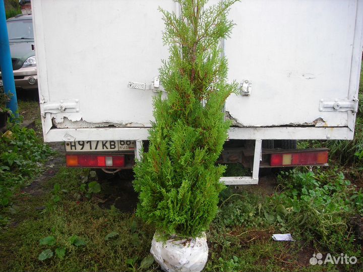 Туя Розентали колонновидная