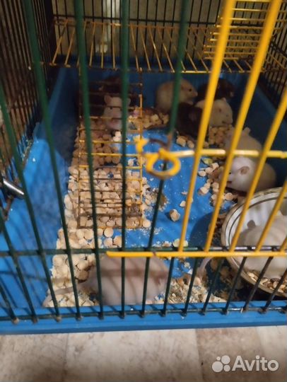 Декоративная крыса