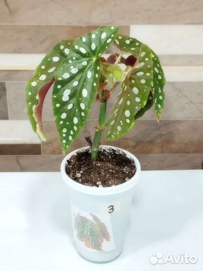 Бегония Макулата