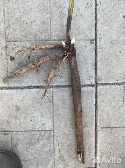 Пион Лемон Шиффон