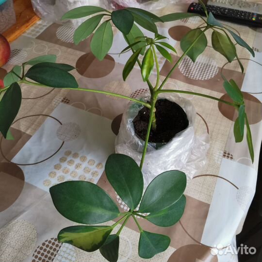 Шефлера, фиалка, герань, спатифилл, фикус, строман