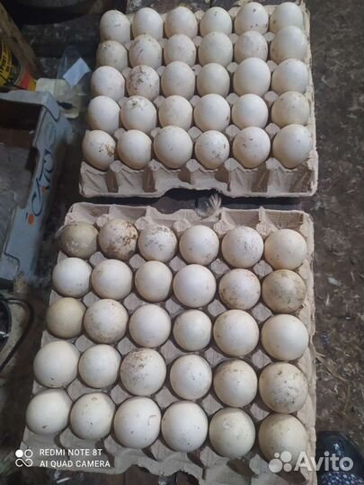 Инкубационное яйцо индоутки