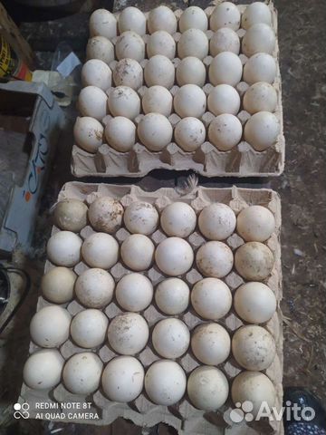 Инкубационное яйцо индоутки