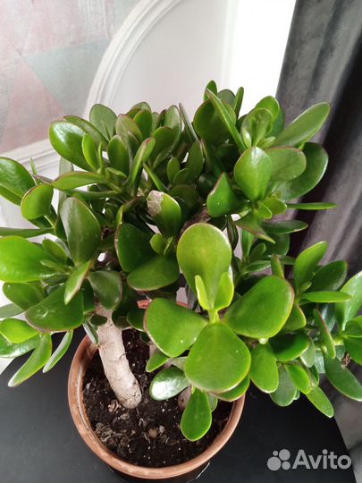 Толстянка-денежное дерево