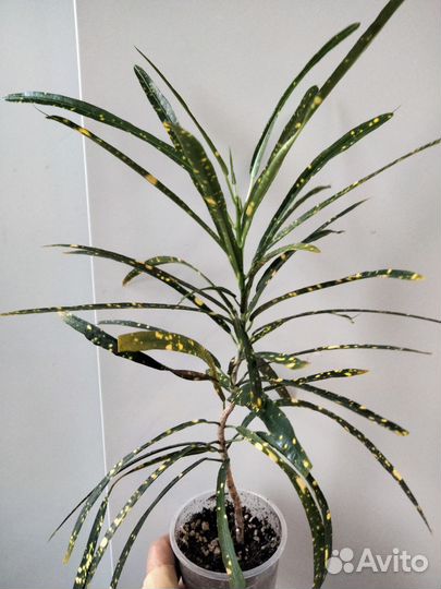 Кодеум (кротон) брызги шампанского