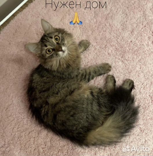 Пушистый котенок Бусенька в поисках мамы