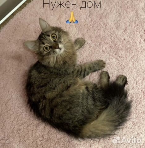 Пушистый котенок Бусенька в поисках мамы