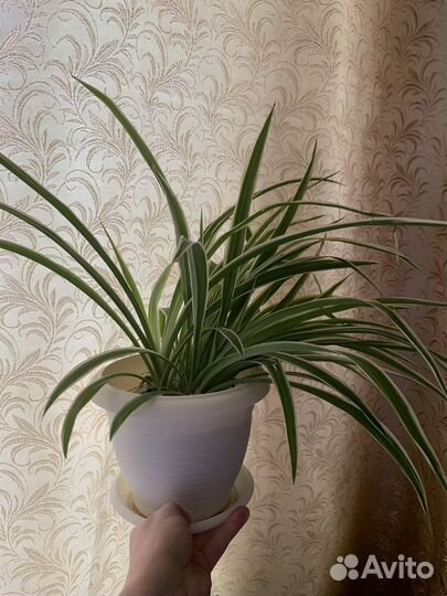 Хлорофитум