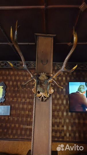 Рога оленя