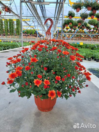 Хризантема кашпо