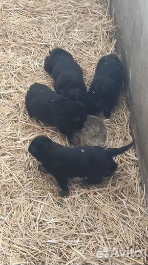 Немецкая овчарка