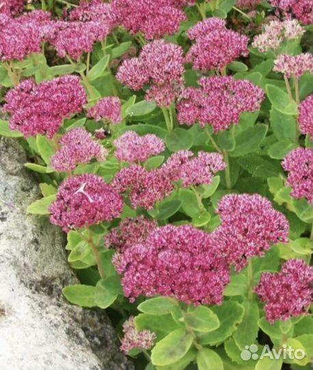 Очиток видный декоративное растение