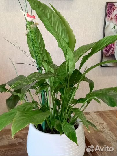 Спатифиллум