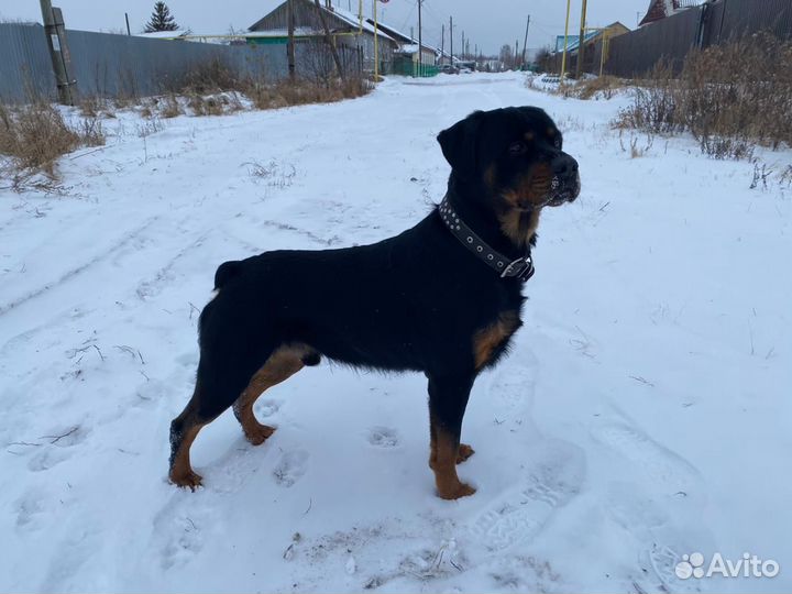 Щенки ротвейлера