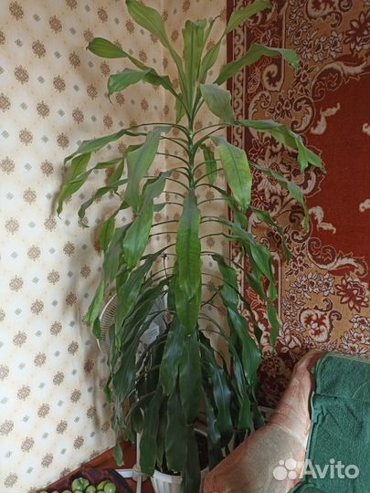 Продам цветок Драцена Душистая