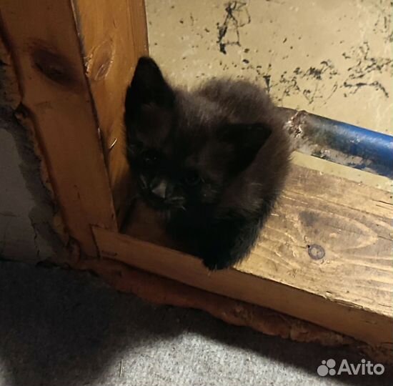 Котята в добрые руки бесплатно