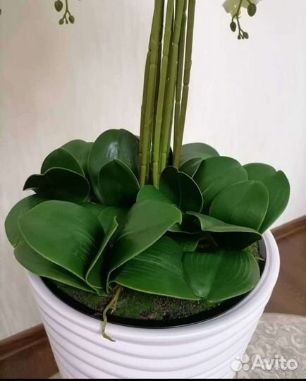 Орхидея фаленопсис