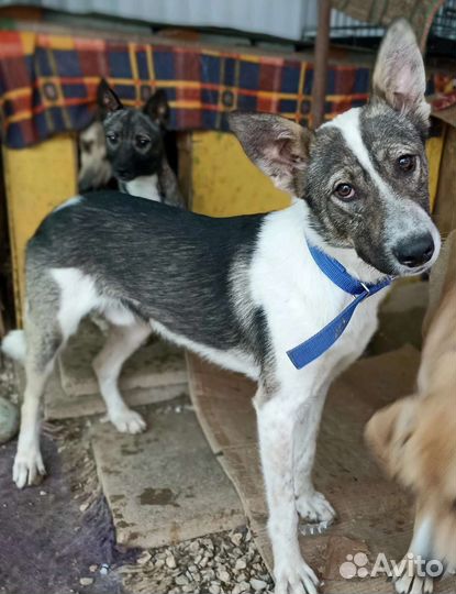 Собаки бесплатно