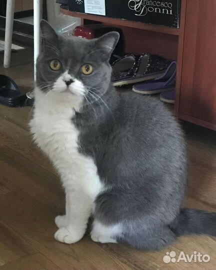 Отдам кота