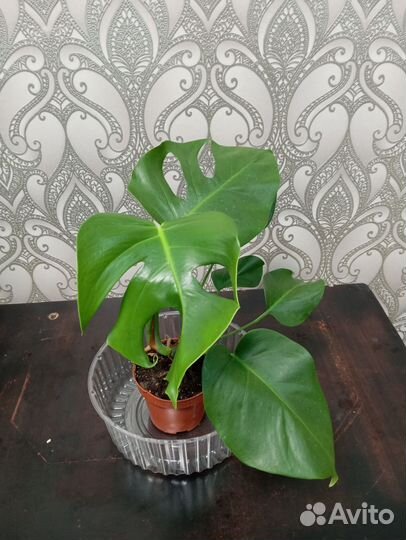 Комнатные растения. Монстера