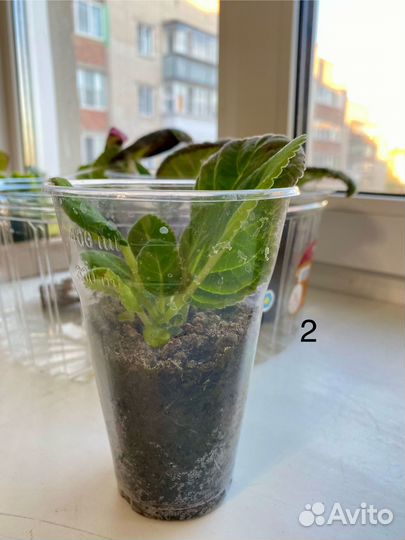 Глоксиния отростки с клубнями. Бордовая