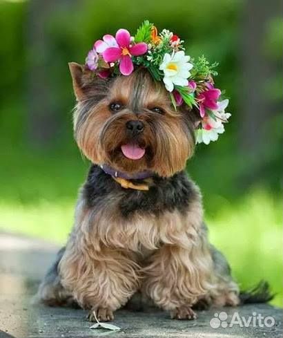 Передержка для собак