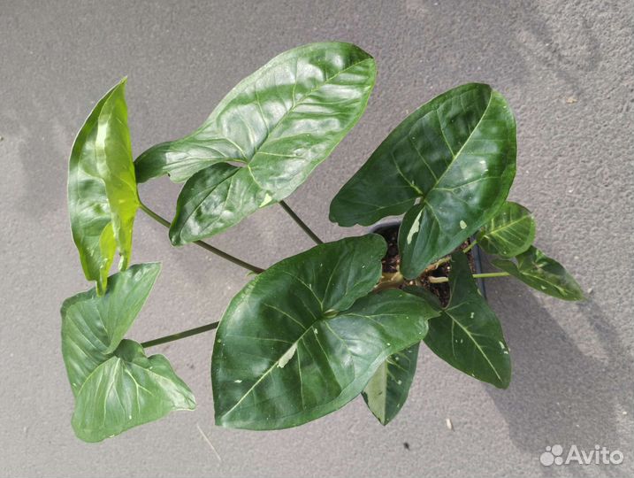 Сингониумы и эпипренумы (сциндапсусы)