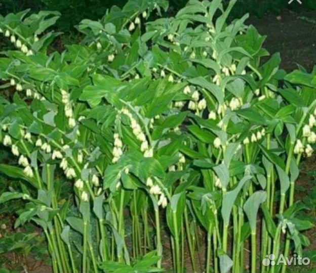 Купена. Садовый ландыш.Хоста