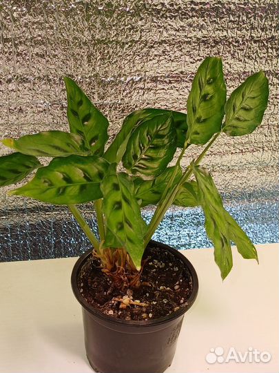 Комнатные растения 250