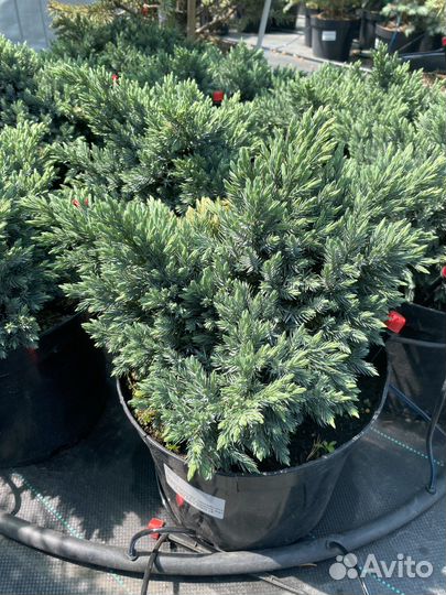 Можжевельник чешуйчатый блю стар