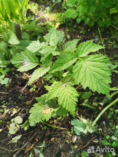 Малина саженцы