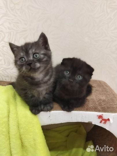 Шотландский вислоухий котенок