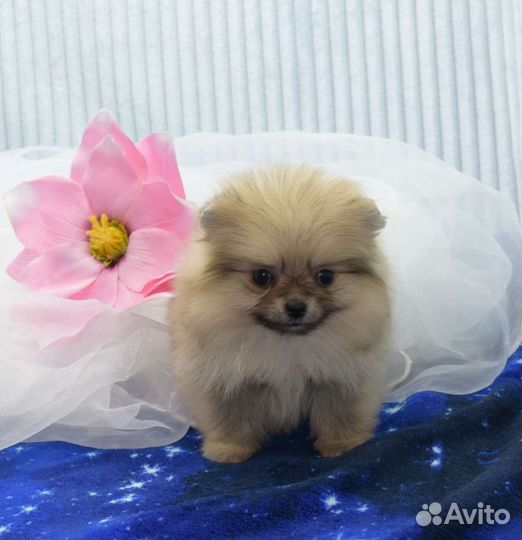 Без предоплаты.Детки померанский шпиц беби фейс